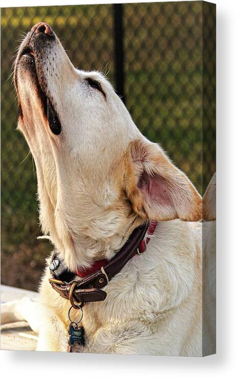 Dog Canvas Print featuring the photograph Yellow1 by John Linnemeyer