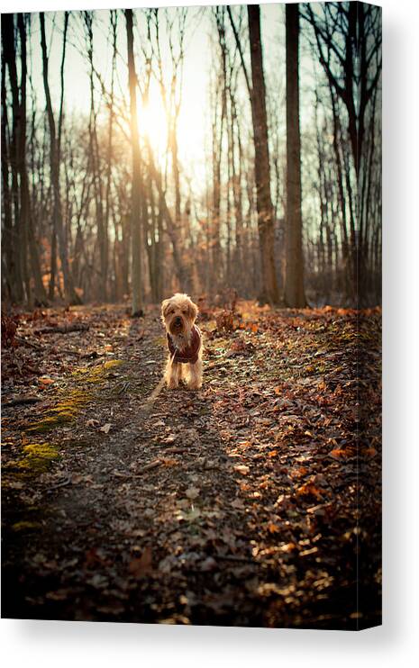Pets Canvas Print featuring the photograph Yorkshire terrier dog on leash on walk in wood by Vanessa Van Ryzin, Mindful Motion Photography