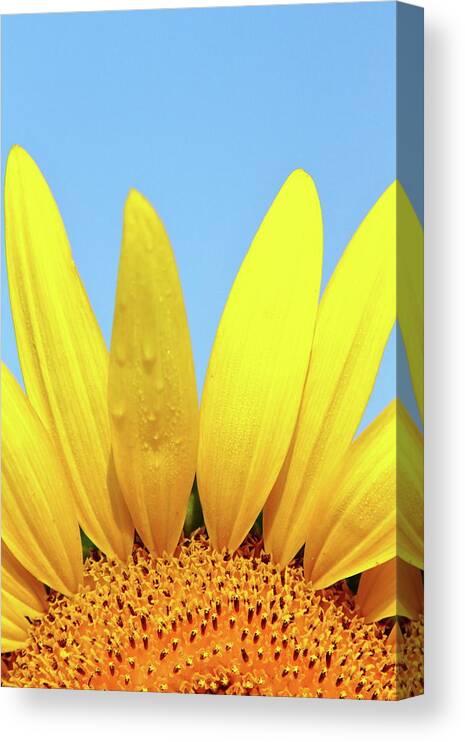 Sunflower Canvas Print featuring the photograph You Are My Sunshine by Lens Art Photography By Larry Trager