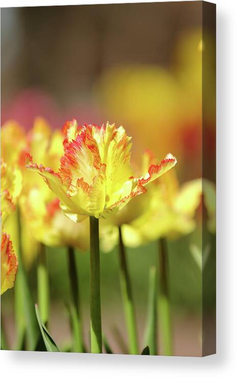 Nature Canvas Print featuring the photograph You Light Up My Life by Lens Art Photography By Larry Trager