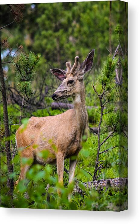 Buck Canvas Print featuring the photograph Young Buck on the Mountain by Bonny Puckett
