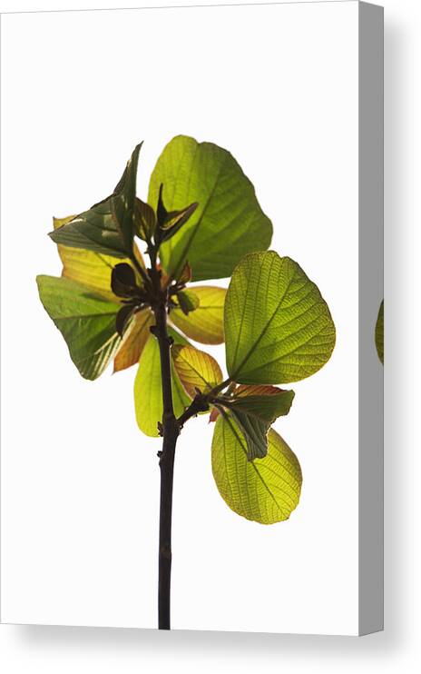 White Background Canvas Print featuring the photograph Young leaves by Wataru Yanagida