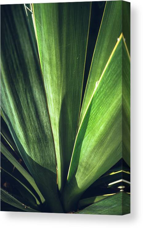 Background Canvas Print featuring the photograph Yucca leaf close up by Jean-Luc Farges