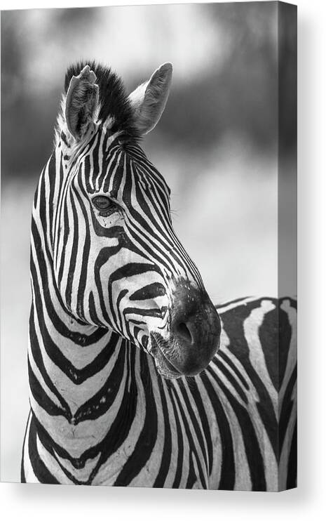 Africa Canvas Print featuring the photograph Zebra Love by Bill Cubitt
