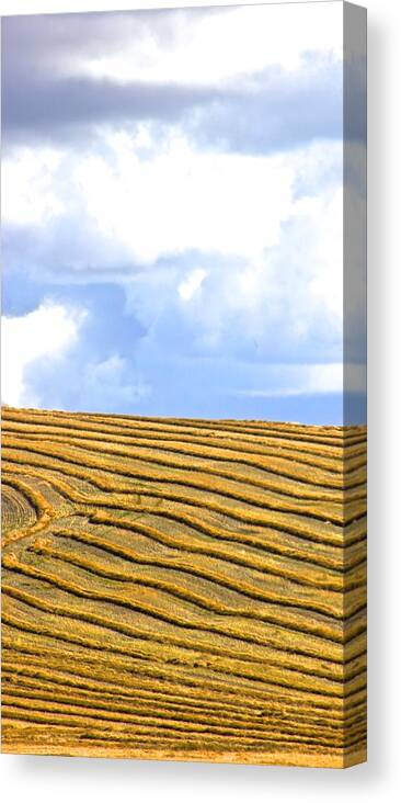 Late Harvest Canvas Print featuring the photograph Harvest #2 by Brian Sereda