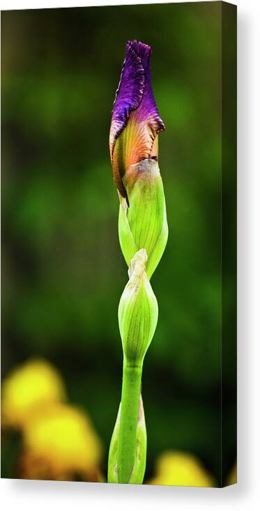 Botanical Canvas Print featuring the photograph Budding Iris by Christi Kraft