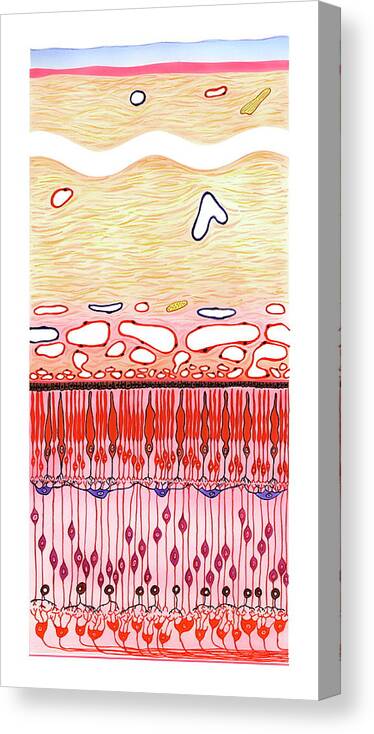 Photoreceptor Cell Canvas Print featuring the photograph Eye And Retina Structure by Bo Veisland/science Photo Library