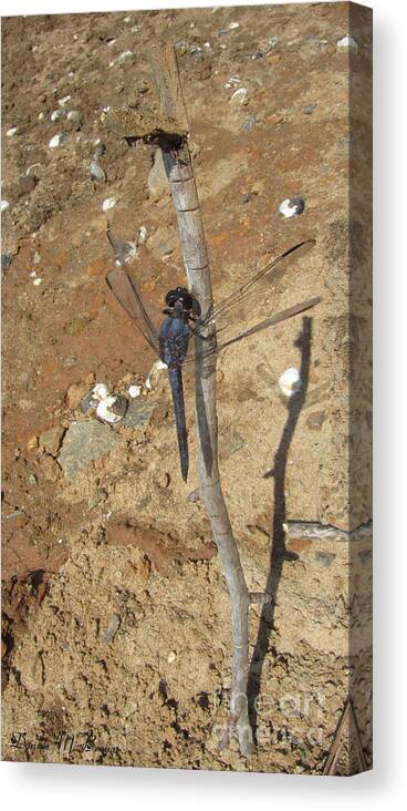 Insect Canvas Print featuring the photograph Slaty Skimmer Dragonfly Shadow by Donna Brown