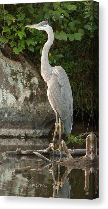 Blue Heron Canvas Print featuring the photograph Ol' Blue by Tom Cameron