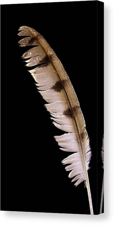 Jean Noren Canvas Print featuring the photograph Owl Feather by Jean Noren