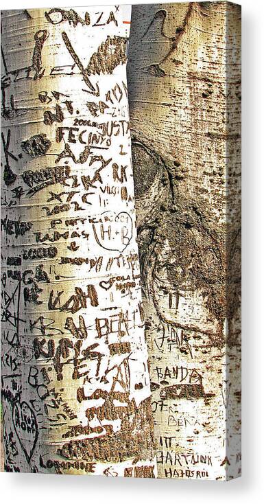 Trees Canvas Print featuring the photograph Timeline by Alexa Szlavics