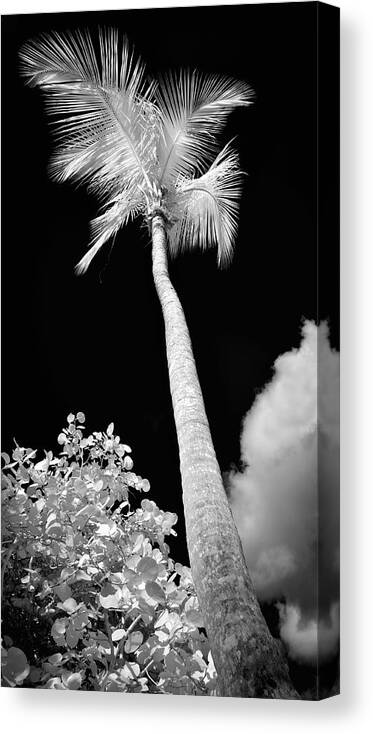 St. John Canvas Print featuring the photograph Tropical Palm St. John by Luke Moore