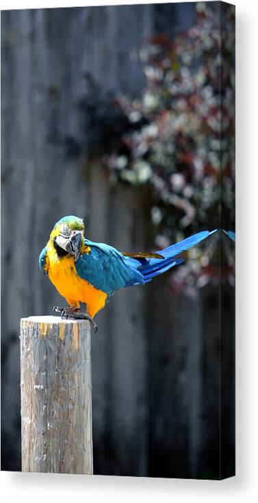 Psittacines Canvas Print featuring the photograph Blue and Gold Macaw by Rafay Zafer