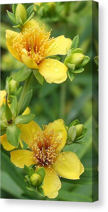 Flora Canvas Print featuring the photograph St John's-Wort by Bruce Bley
