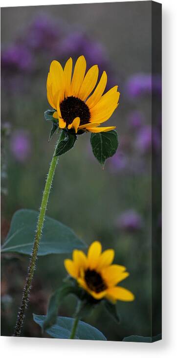 Flowers Canvas Print featuring the photograph Sunflower in a Field by Amee Cave