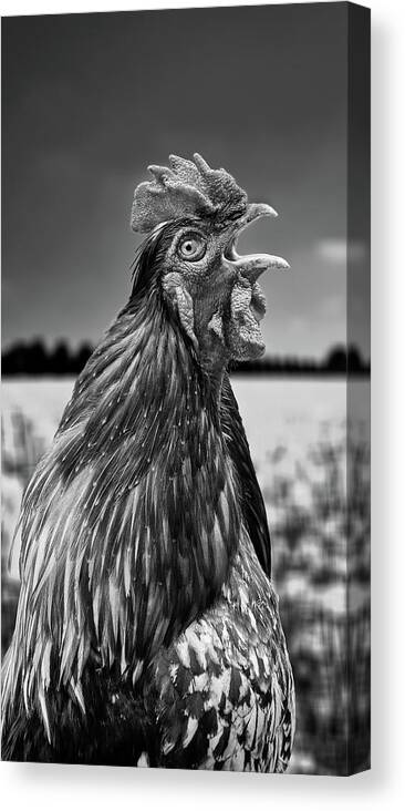 Rooster Canvas Print featuring the photograph Morning Alarm by Mountain Dreams