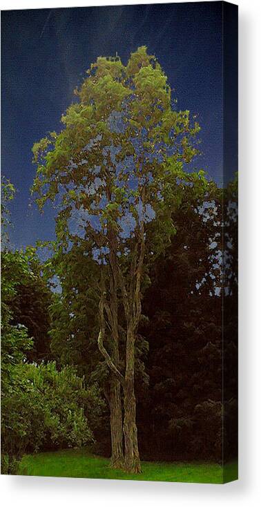 Landscape Canvas Print featuring the photograph A Tree in Old Bennington by Alan Del Vecchio