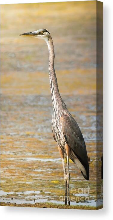 Wildlife Canvas Print featuring the photograph Great Blue At The Flats by Robert Frederick