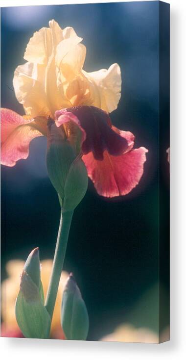 Colored Iris Canvas Print featuring the photograph Iris by Douglas Pike