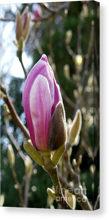 Photography Canvas Print featuring the photograph Pink early bloom by Francesca Mackenney