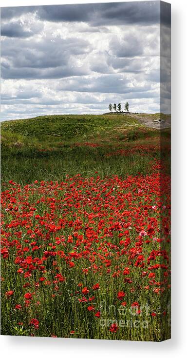 Poppy Field Canvas Print featuring the photograph Poppy Field by Timothy Johnson
