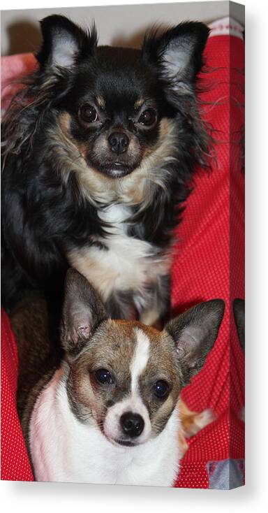 Chihuahua Canvas Print featuring the photograph Sisters by Sheri Simmons