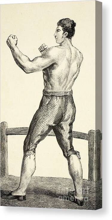 Boxer Canvas Print featuring the drawing Thomas Cribb by English School