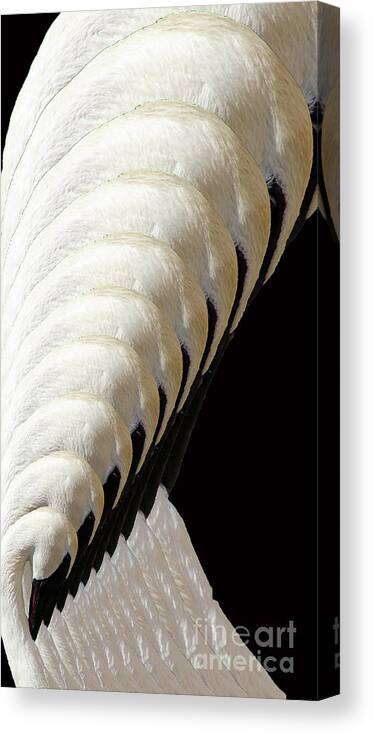 Swans Canvas Print featuring the digital art Wave of swans in black by Eric Curtin