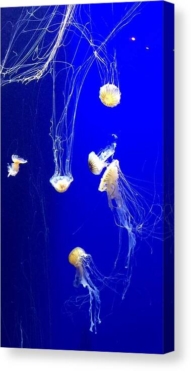 Jelly Canvas Print featuring the photograph Jelly Fish Dance I by Bnte Creations