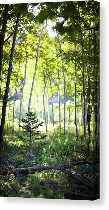 Outdoors Canvas Print featuring the photograph Little Pine Tree Sapling Amongst Birch by Photographer3431