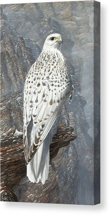 Gyrfalcon Canvas Print featuring the painting Gyrfalcon by Barry Kent MacKay