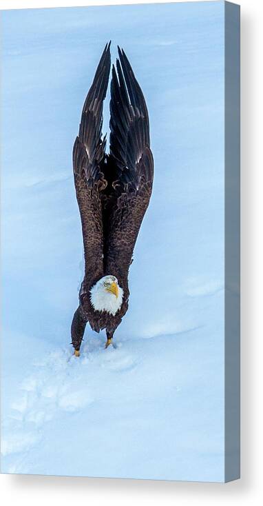 Eagle Canvas Print featuring the photograph Intention by Kevin Dietrich