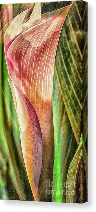 Canna Canvas Print featuring the photograph Canna Lily #1 by Barry Weiss