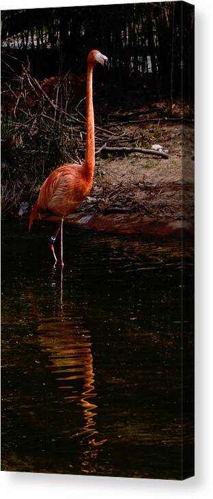 Flamingo Canvas Print featuring the photograph Flamingo at rest. by Weston Westmoreland
