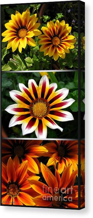 Mccombie Canvas Print featuring the photograph Gazania - Kiss Series by J McCombie