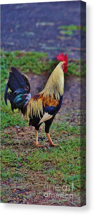Chicken Canvas Print featuring the photograph 2017 Rooster by Craig Wood