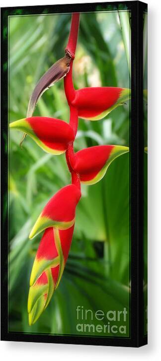 Flower Canvas Print featuring the photograph Hanging Tropical Splendor by Sue Melvin