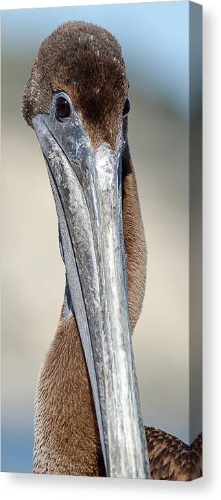 Hey Baby Canvas Print featuring the photograph Hey Baby, Wanna Neck? -- Brown Pelican in Avila Beach, California by Darin Volpe
