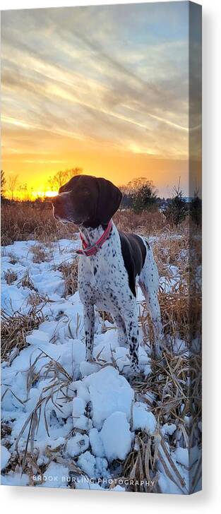 German Shorthaired Pointer Canvas Print featuring the photograph GSP by Brook Burling