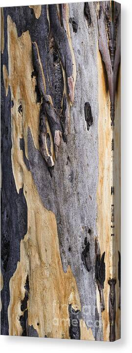 Australia Canvas Print featuring the photograph Australia - Eucalyptus bark by Steven Ralser
