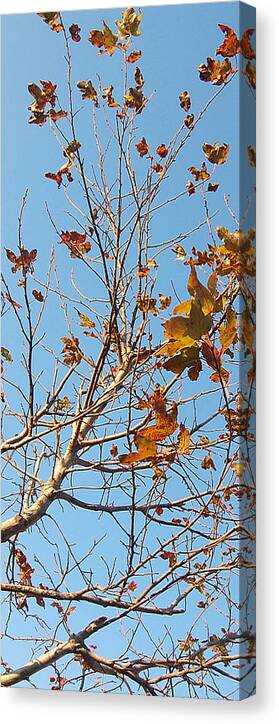Autumn Canvas Print featuring the photograph Fly Away by HweeYen Ong