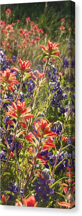 Texas Wildflowers Texas Home Dcor Canvas Print featuring the painting Sunlit Wild Flowers by Karen Kennedy Chatham