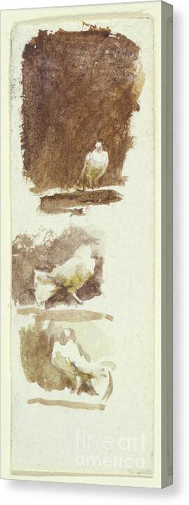 Animal Canvas Print featuring the painting Doves by Helen Allingham