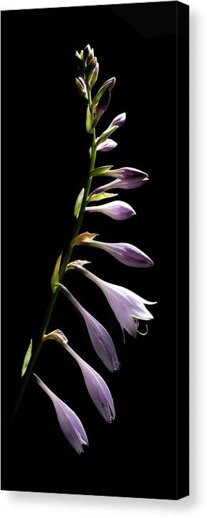 Blue Plantain Lily Canvas Print featuring the photograph Blue Plantain Lily by Kevin Suttlehan