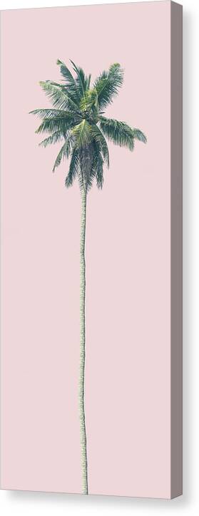 Palm Canvas Print featuring the photograph Pink Palm by Andrew Paranavitana
