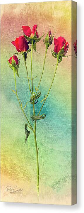 Roses Canvas Print featuring the photograph These Roses Are For You by Rene Crystal