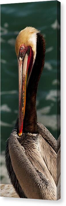 Photography Canvas Print featuring the photograph Brown Pelican Preening by Lee Kirchhevel