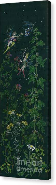 Raspberry Canvas Print featuring the drawing Ditchweed Fairy Raspberry Picking by Dawn Fairies
