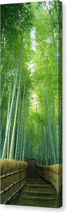 Photography Canvas Print featuring the photograph Path Through Bamboo Forest Kyoto Japan by Panoramic Images