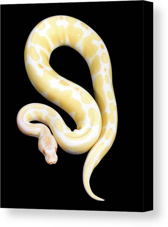Python Regius Canvas Print featuring the photograph Albino Royal Python #1 by Pascal Goetgheluck/science Photo Library